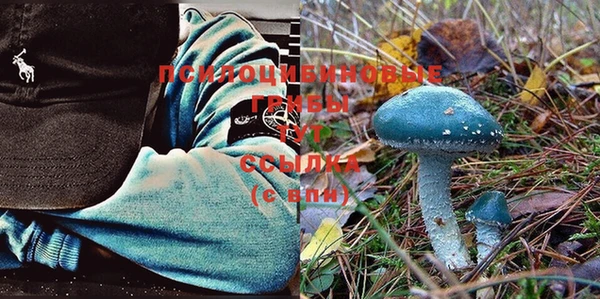 стаф Аркадак