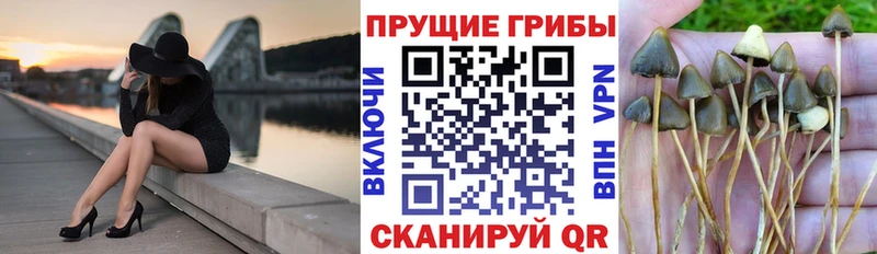 Галлюциногенные грибы Cubensis где продают наркотики Волхов